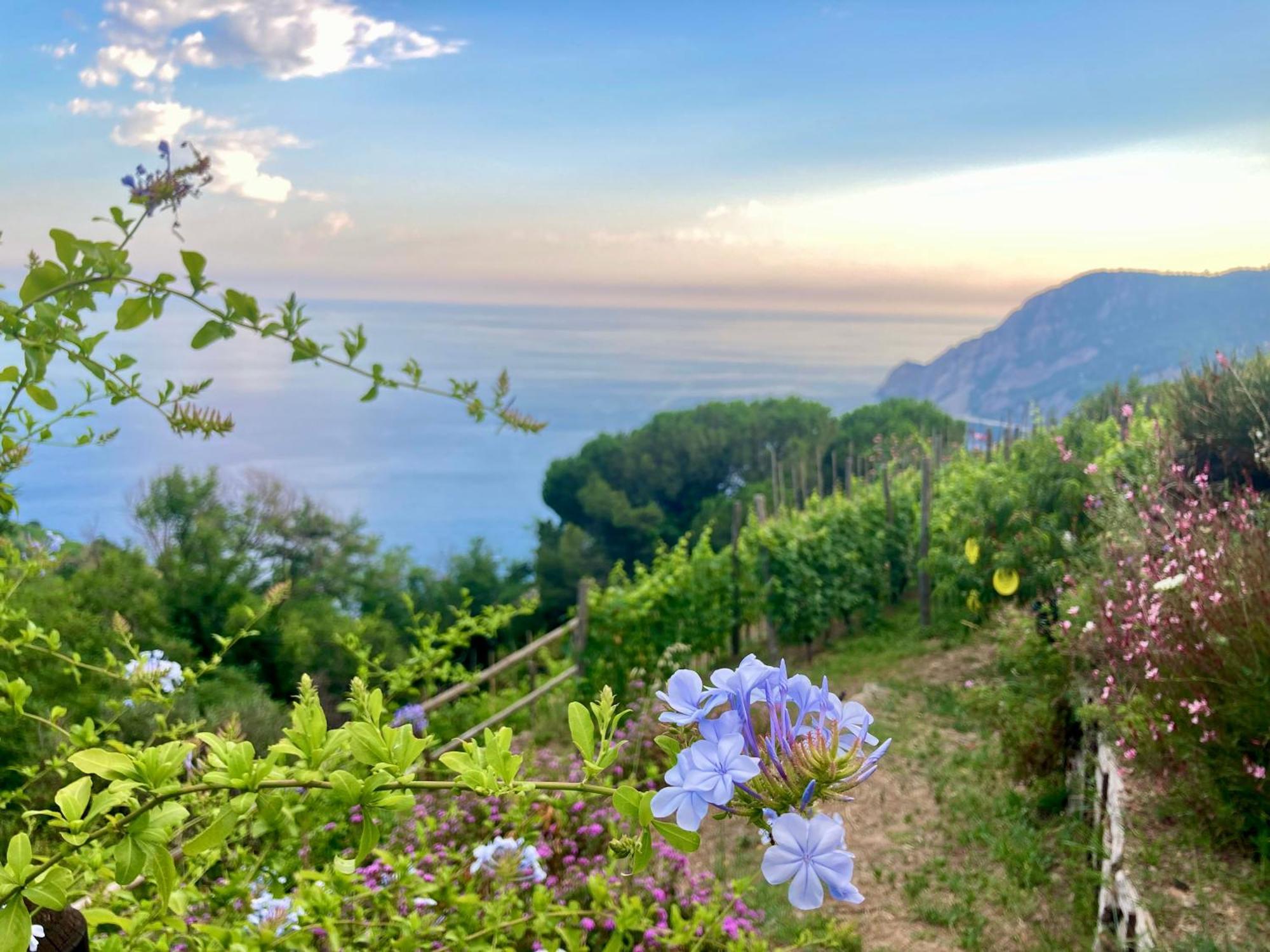 Villa Pietrafiore มอนเตรอสโซ อัล มาเร ภายนอก รูปภาพ